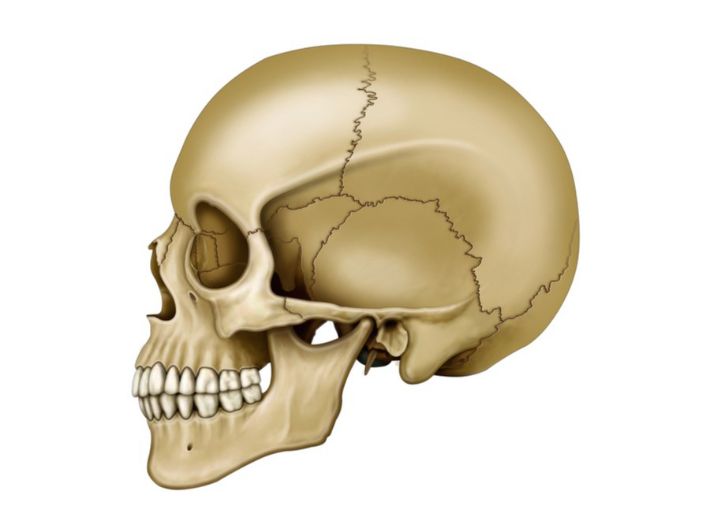 الجمجمة وصحة الدماغ علاقة لم نكن نعرفها سابقا!