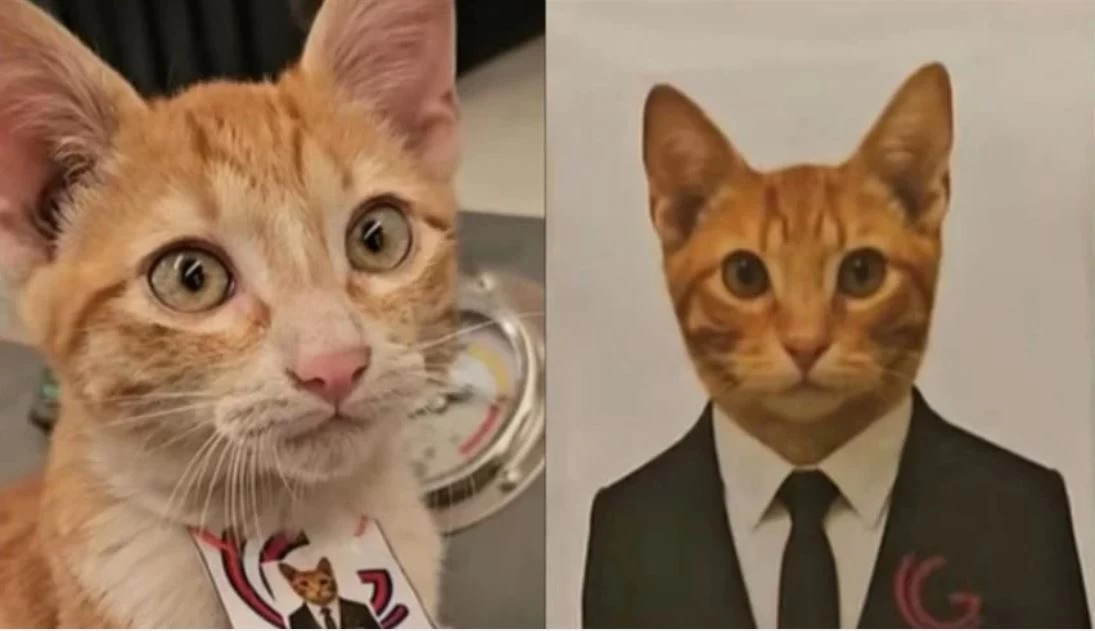 من الشوارع إلى المكتب.. قط مكسيكي يصبح "مدير الدعم العاطفي"